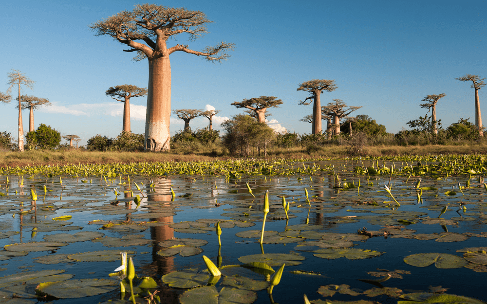 ماداگاسکار