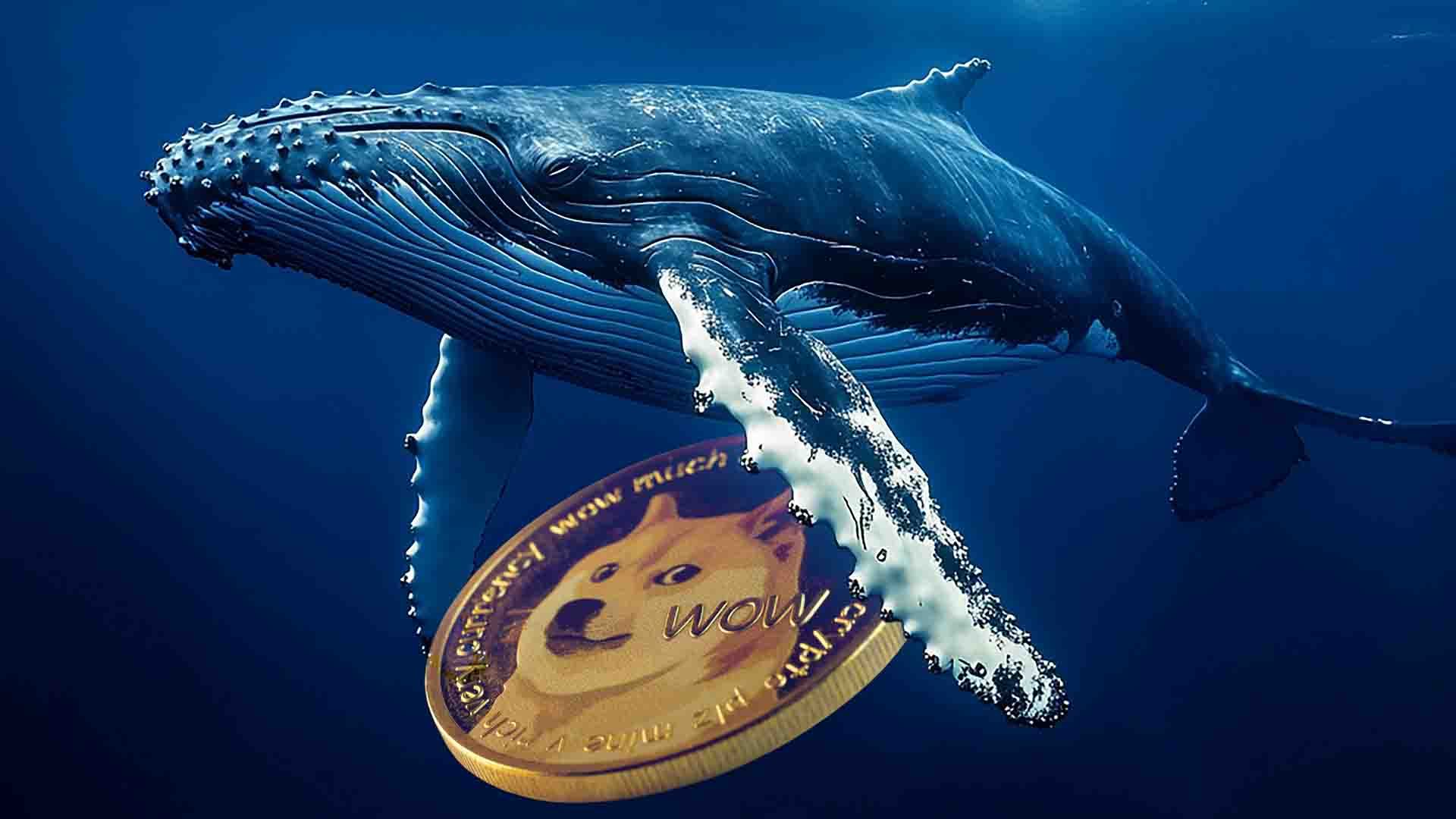 تحرکات نهنگ ها در دوج کوین افزایش یافت