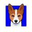 Basenji