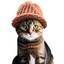 catwifhatsolana