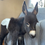 Justice for HeeHaw