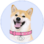 DogeGF