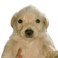 Perro Dinero