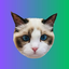 Taylor Swift's Cat BENJI
