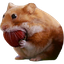 nomnom
