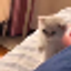 ONE PUNCH CAT
