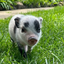 Petunia