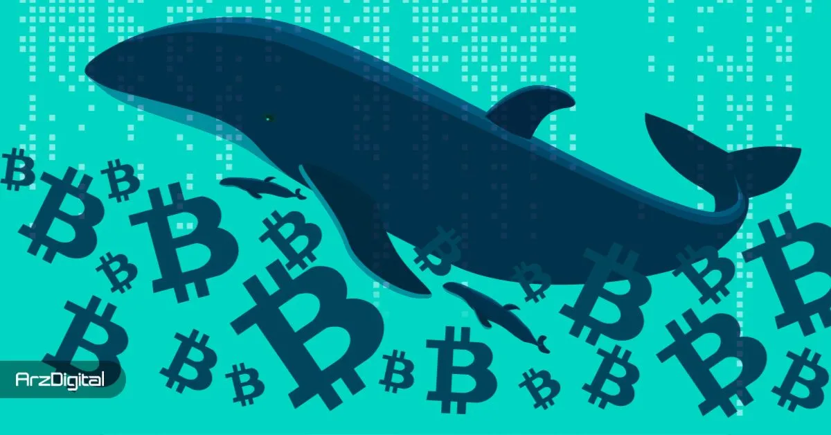 نهنگ‌های بیت کوین چه چیزی را می‌بینند که از چشم ما پنهان است؟ نحوه خواندن حرکات وال‌ها