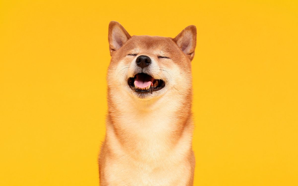 بیش از ۱۵ میلیارد توکن توسط پورتال سوزاندن شیبا اینو از گردش خارج شده است