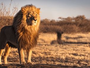 میزان تسلط بیت کوین بر بازار ارزهای دیجیتال به ۵۵ درصد رسید !