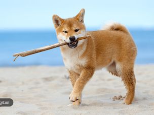 رشد شدید دوج کوین و واکنش جالب یک کاربر توییتری !