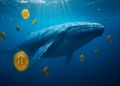 خرید بیت کوین توسط نهنگ‌ها در روند نزولی بازار