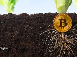 داستان پیدایش بیت کوین و قدرت گرفتن آن را در «درخت بیت کوین» بخوانید