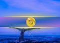ریزش بیت‌ کوین نهنگ‌ها را فعال کرد؛ افزایش ذخایر هولدرهای بزرگ BTC