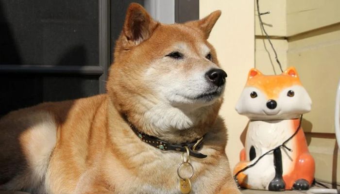 تفاوت‌های دوج کوین و شیبا اینو؛ دو میم‌کوین جنجالی این روزها