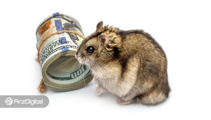 مستر گاکس؛ همستری که بهتر از وارن بافت معامله می‌کند!