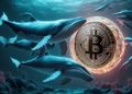 معامله نهنگ بیت کوین با اهرم ۴۰ برابری روی سقوط بازار