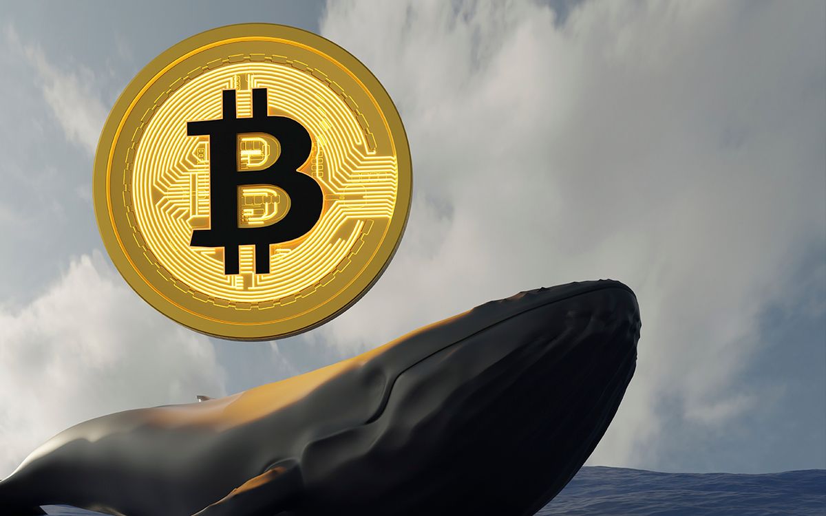 نهنگ‌ها بیش از ۱۱هزار بیت کوین را در ساعات گذشته جابجا کرده‌اند