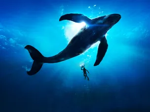 نهنگ ژاپنی ۴۰۰ میلیون دلار بیت کوین فروخت و این آغاز راه است