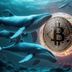 معامله نهنگ بیت کوین با اهرم ۴۰ برابری روی سقوط بازار