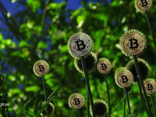 درخت بیت کوین – بخش اول: گونه