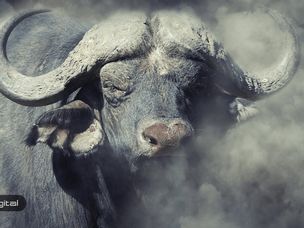 کاهش پاداش بلاک بیت کوین و اتریوم آغازگر روند صعودی !