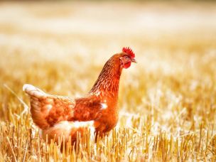 تعاونی کشاورزی ایالت آرکانزاس بلاک چین را برای حمل و نقل محموله های مرغ آزمایش کرد