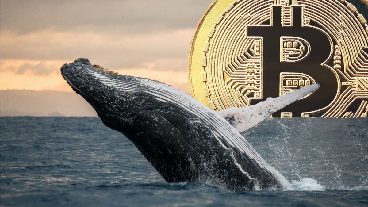 هجوم نهنگ‌ها به معاملات خرید بیت‌ کوین در صرافی هایپرلیکویید