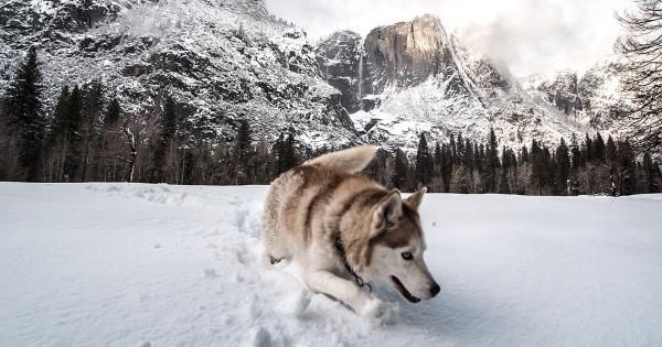 نخستین میم کوین مبتنی بر اولنچ کلاه‌برداری از آب درآمد