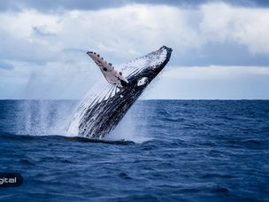 افزایش شدید فعالیت نهنگ‌های بیت کوین/ باید منتظر چه اتفاقی باشیم؟