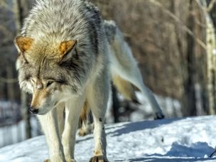 چوپان دروغگو؟ چرا نباید ادعاهای مبتنی بر کلاهبرداری در ارزدیجیتال را نادیده گرفت