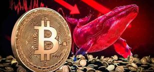 هجوم نهنگ‌ها و دلفین‌ها به بیت‌ کوین؛ کریپتوکوانت از انباشت سنگین خبر داد
