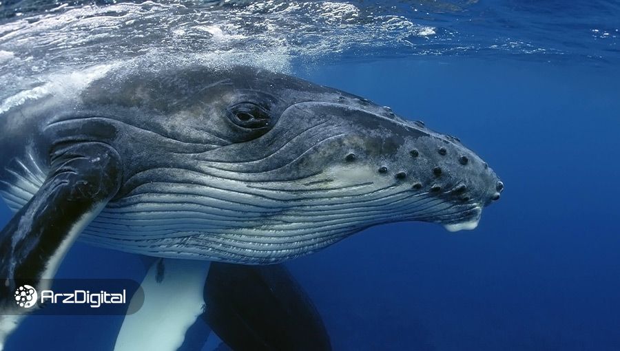 شرکت گری‌اسکیل فقط در یک هفته ۱۸۵ میلیون دلار بیت کوین خریده است!