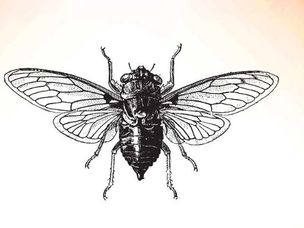 طوفان حشره و نغمه معمای سی‌سادا