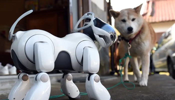 تفاوت‌های دوج کوین و شیبا اینو؛ دو میم‌کوین جنجالی این روزها