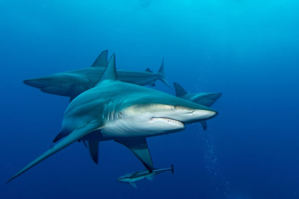 جنگ در بیت کوین کش: چرا هارد فورک پیش رو، نوید جدایی دیگری را می دهد؟