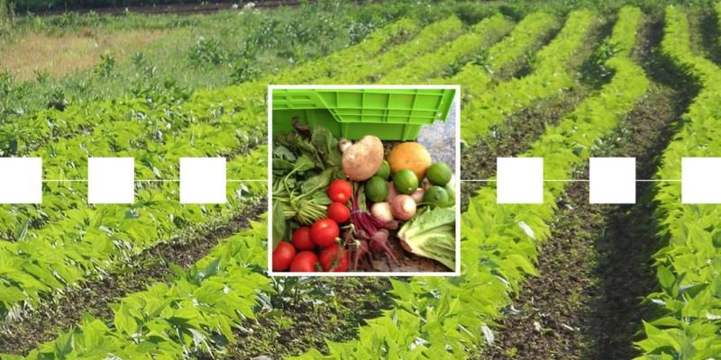 انقلاب بزرگ بلاک چین در صنعت مواد غذایی