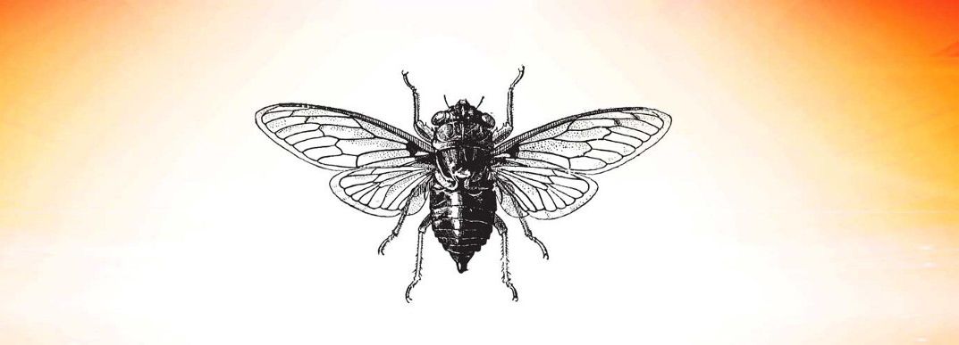 طوفان حشره و نغمه معمای سیسادا