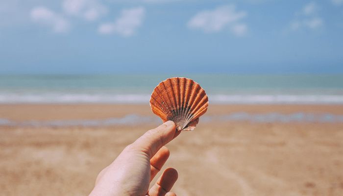 وارن بافت: بیت کوین مثل صدف دریایی بیارزش است وارن بافت: بیت کوین مثل صدف دریایی بیارزش است