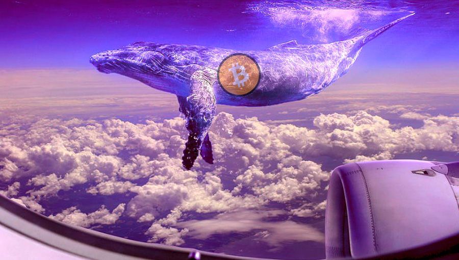 نهنگ بیت کوین