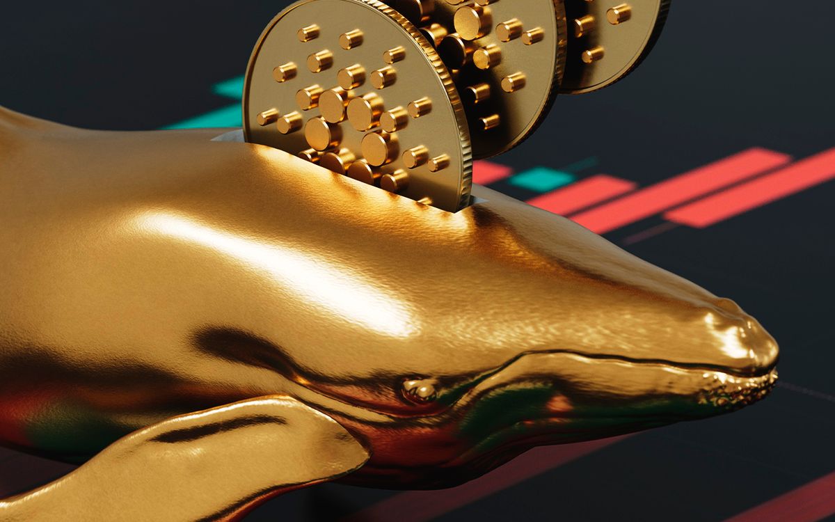 نهنگ‎‎‎‎‎‎های کاردانو از ماه مارس، بیش از ۱۹۰ میلیون واحد کاردانو را به اندوخته‎‎‎‎‎‎‎های خود اضافه کرده‎‎‎‎‎اند