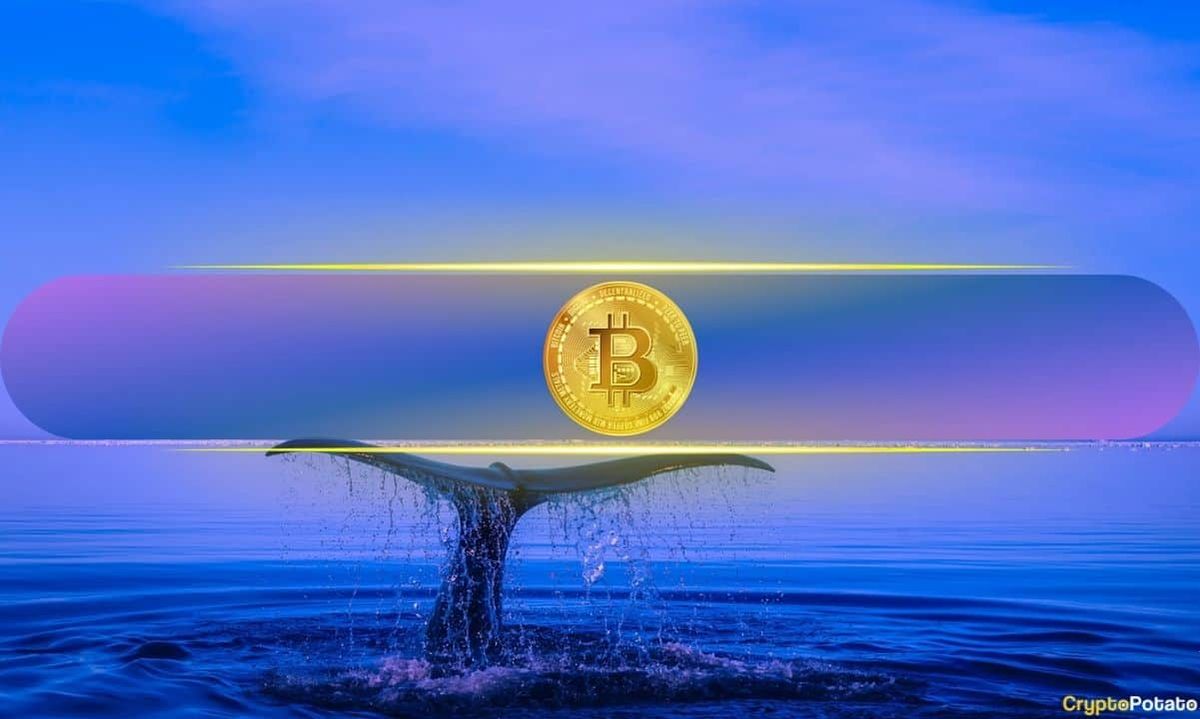 با وجود ناامیدی حاکم بر بازار، نهنگ های بیت کوین در حال خرید هستند